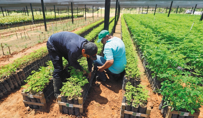 Piden revisar tutela sobre insecticida usado en cultivos que afecta a niños