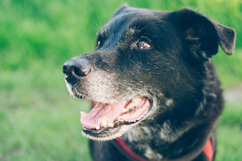 Este fin de semana hay ‘adoptatón’ en Bogotá: perros adultos serán protagonistas