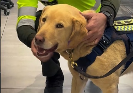 Zeus, perro policía, se jubiló tras ocho años de servicio: así fue su emotiva despedida