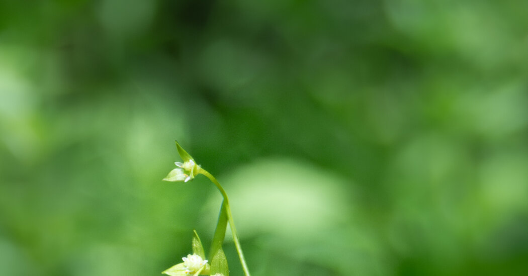 Es una planta que alcanza una altura de entre 10 y 30 cm, con hojas compuestas, folíolos pequeños y alargados, de color verde brillante. Las hojas tienen un aspecto delicado y fino.