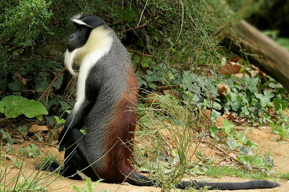 Siete especies de primates, al borde de la extinción por culpa de los humanos