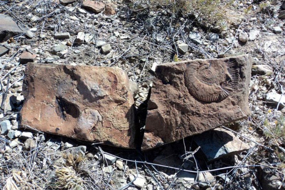 Esta imagen muestra los fósiles de amonite que fueron descubiertos en el estado mexicano de Chihuahua / EFE - Instituto Nacional de Antropología e Historia (INAH) 