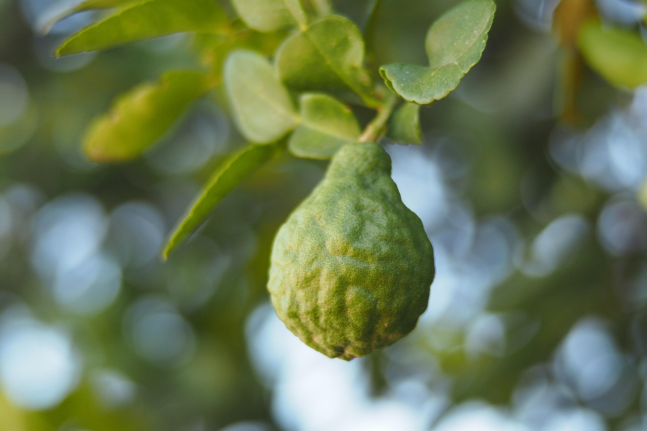 La bergamota, también llamada pera del Bey, es muy apreciada en la perfumería, la gastronomía y la aromaterapia.
