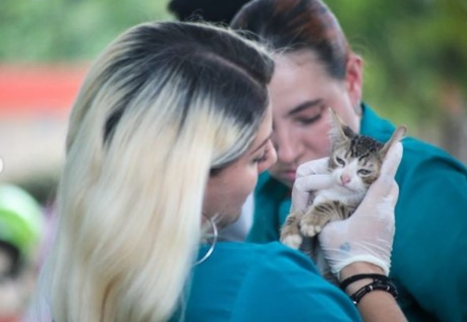 La zona del polideportivo de la ciudad, se ha vuelto un lugar en el que constantemente abandonan gatitos y perritos dejándolos en situación de vulnerabilidad.