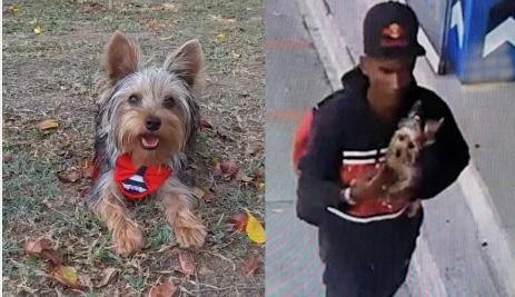 ¿Ha visto a Mango? Perrito fue robado en una veterinaria de Bucaramanga