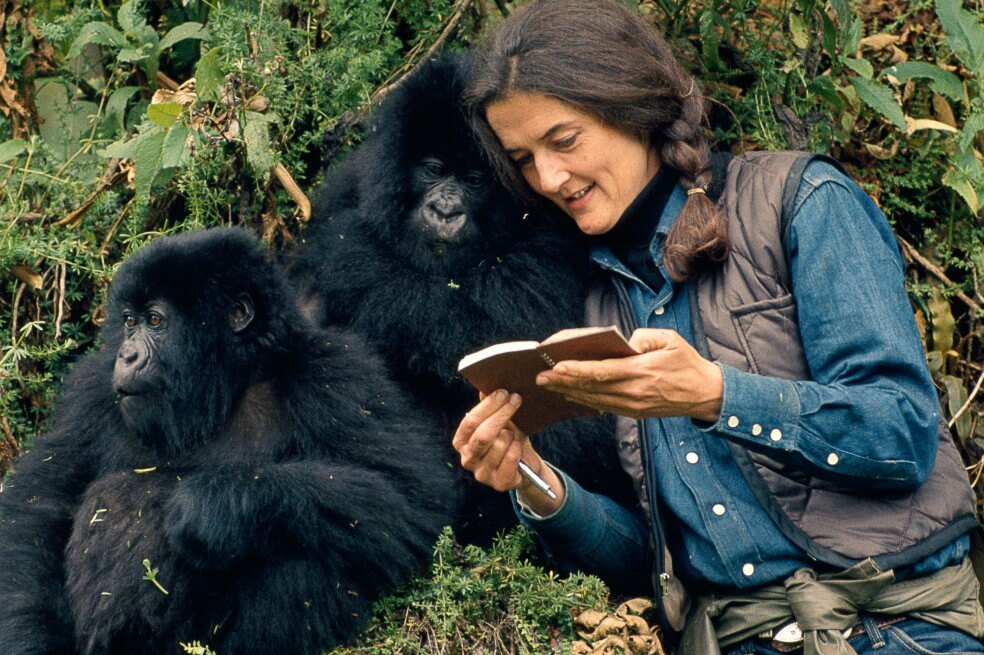 Dian Fossey, una «heroína del conservacionismo» con un lado oscuro