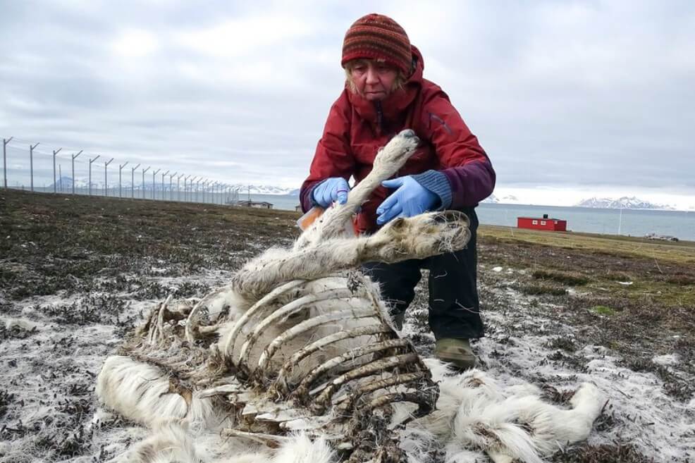 Casi 200 renos murieron en el Ártico por crisis climática
