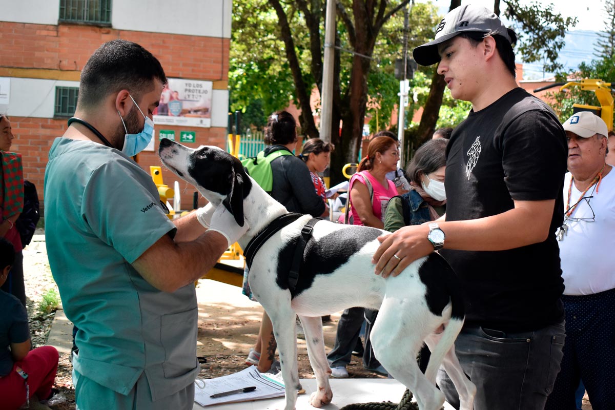 Abren 5.000 cupos para esterilizar a perros y gatos en Medellín, inscríbase aquí