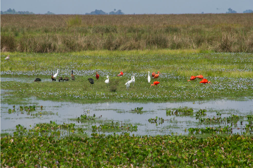 Resguardo Caño Mochuelo
