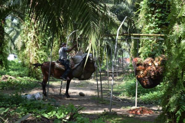 Envejecer sin tierra: el caso de la finca Diana María