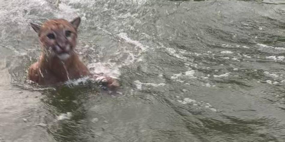 Turistas vieron a un puma bañándose en embalse Topocoro