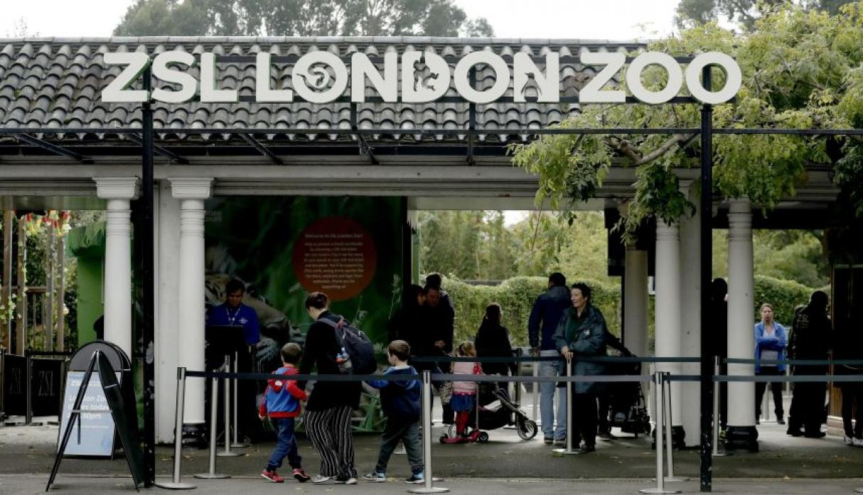Ocho personas afectadas y un animal muerto tras incendio de un Zoológico en Londres