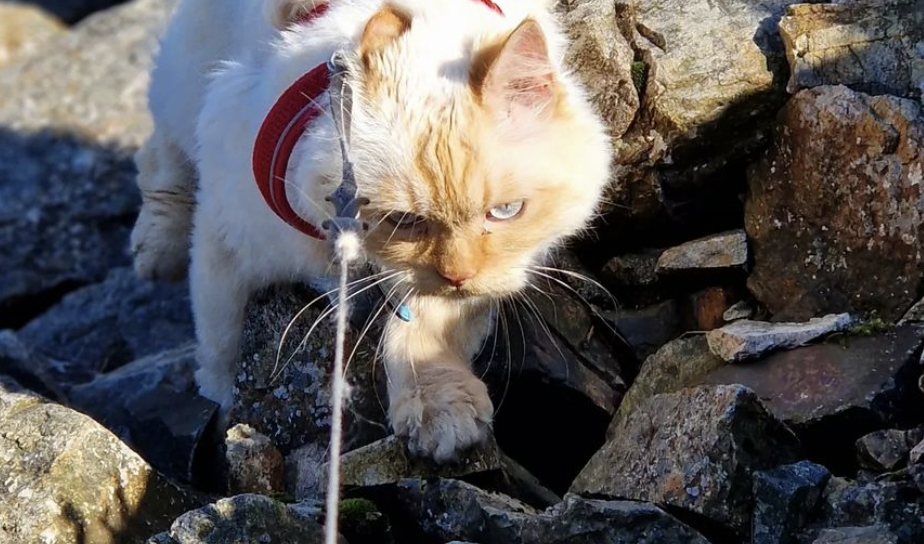 Luis, el gato alpinista: escaló las tres montañas más altas en Reino Unido