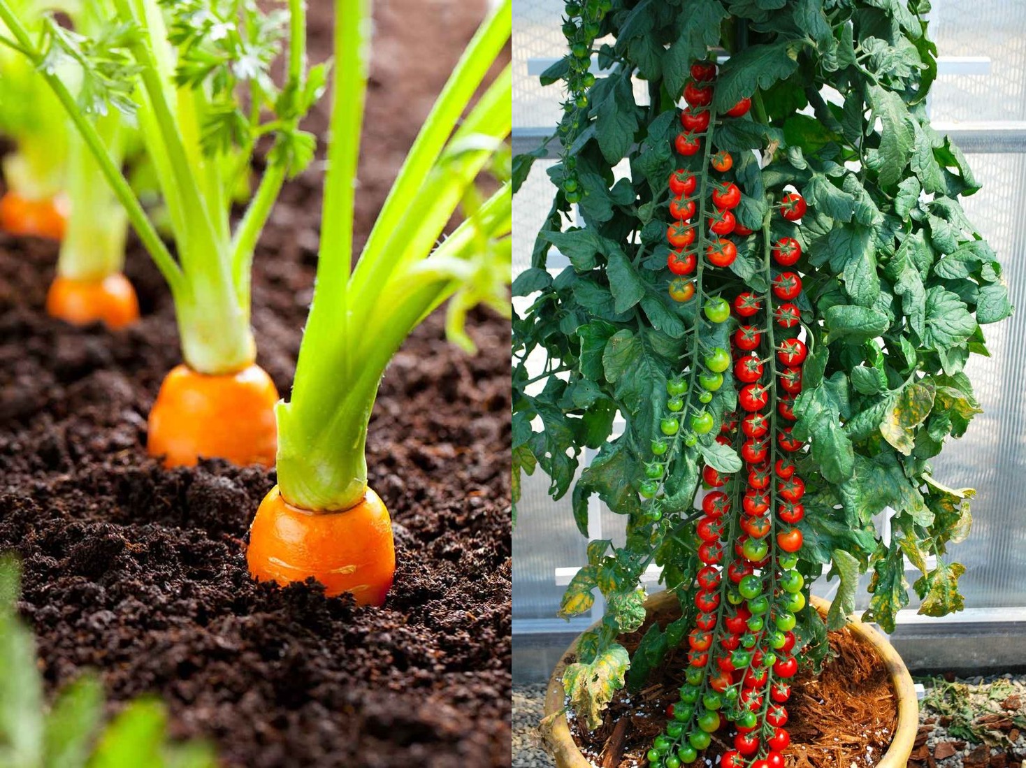 15 plantas que puedes sembrar en tu huerta en casa