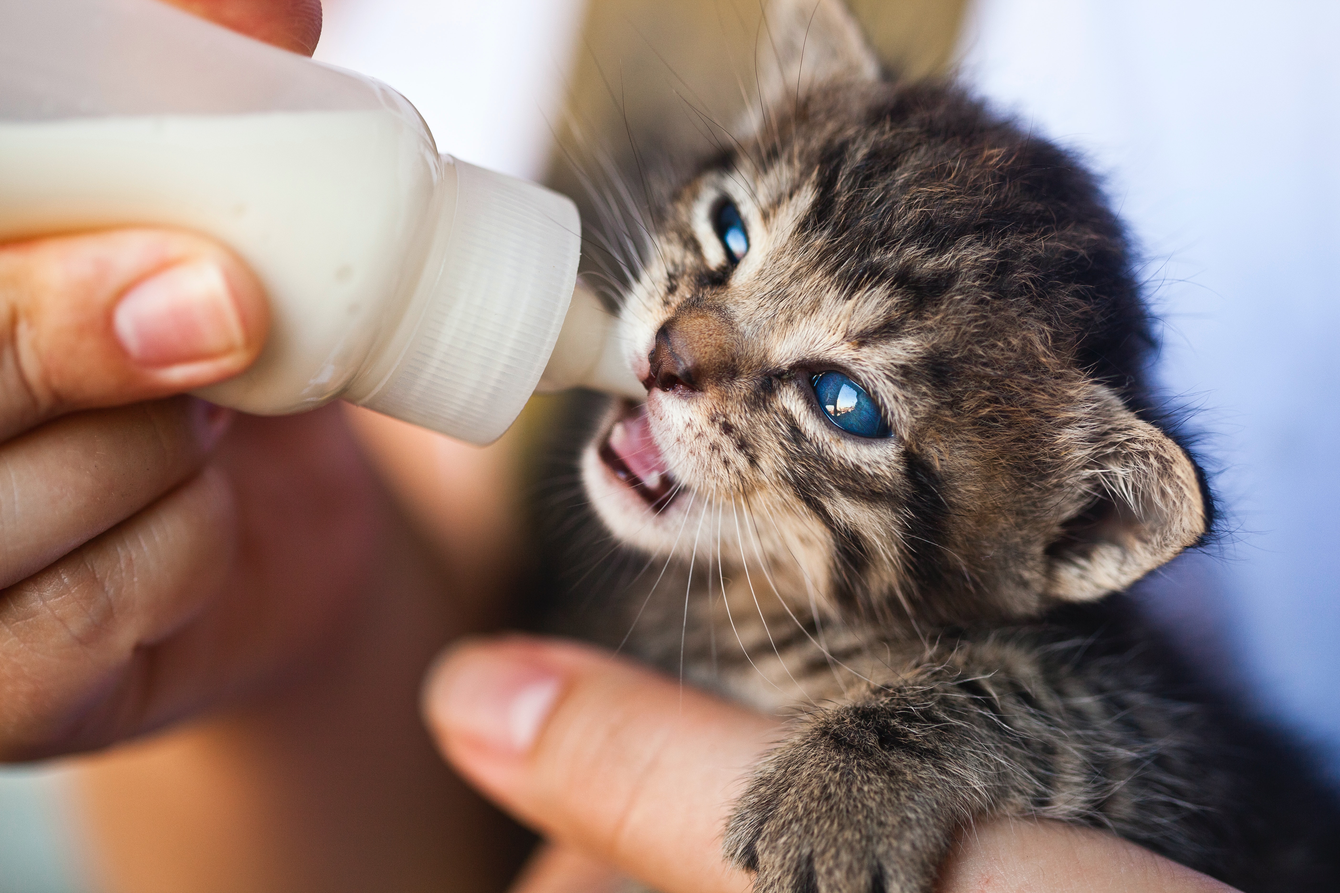 ¿Por qué no se le puede dar leche a un gato?