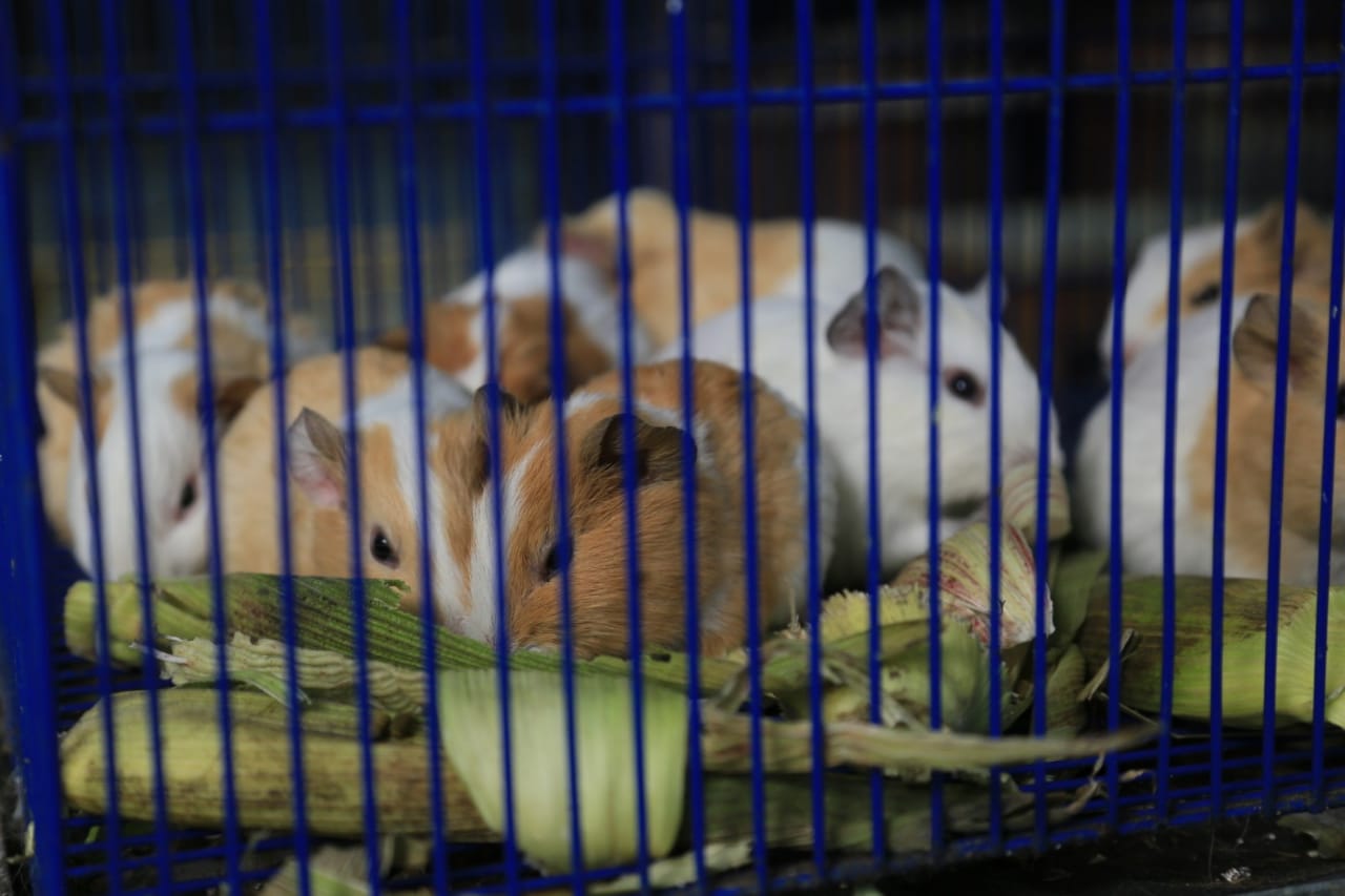 Sancionan cuatro locales de la Plaza el Restrepo por venta de animales vivos