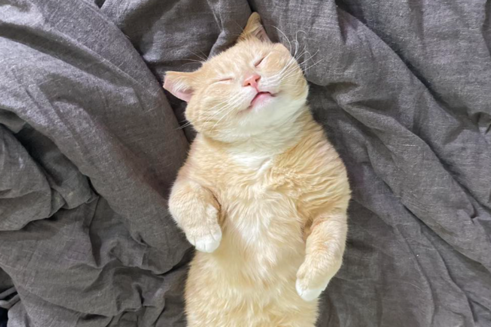 ¿Qué hago si mi gato huele mal?