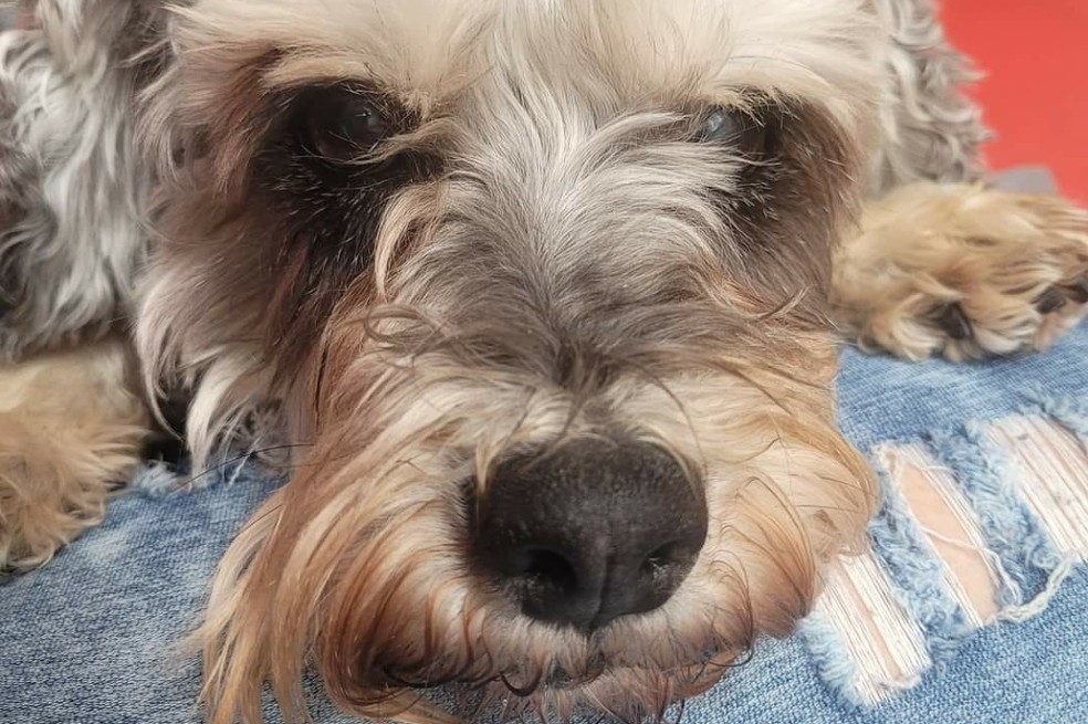Este es Morocho, el perrito que se perdió el pasado 19 de diciembre en Bogotá. ¿Sabe algo de él?