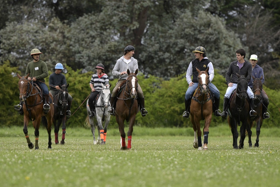 Caballos de polo argentino, modificados genéticamente para producir campeones