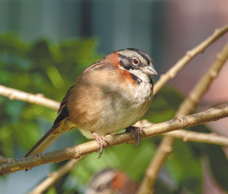 Lo que genera el ruido del tráfico y las industrias en la fauna y las personas