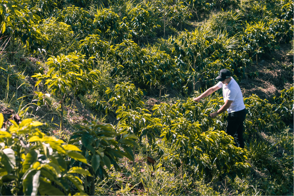 La zona cafetera productiva del Tolima es de 116.114 hectáreas, de un total de 884.141 aptas para la siembra del grano.
