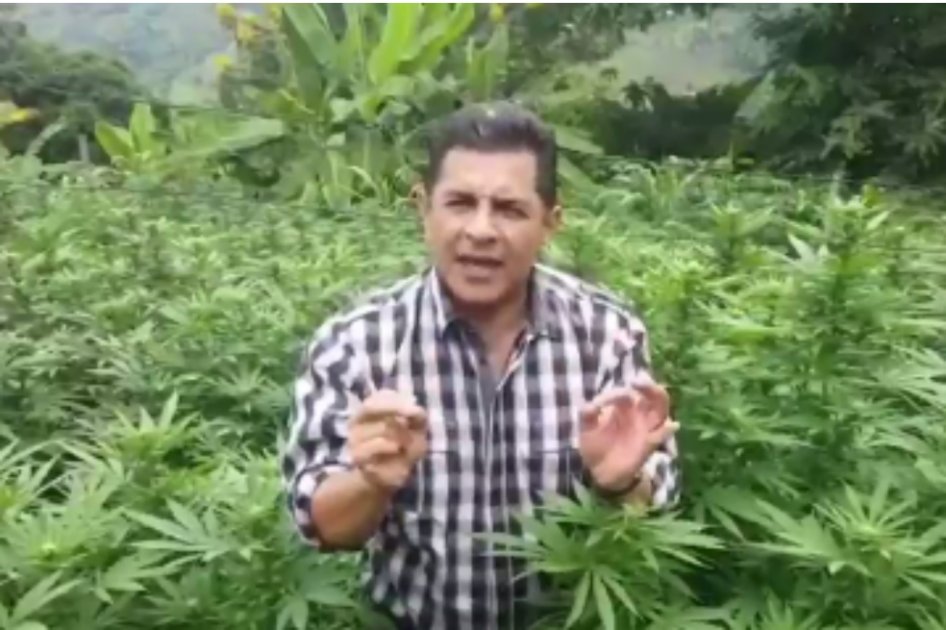 Desde un mar de marihuana, senador arenga al minsalud por licencias para uso medicinal de la planta