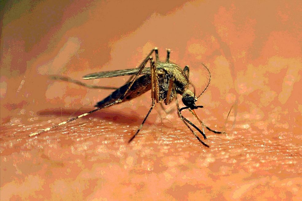 Aumentan casos de dengue y malaria en el país