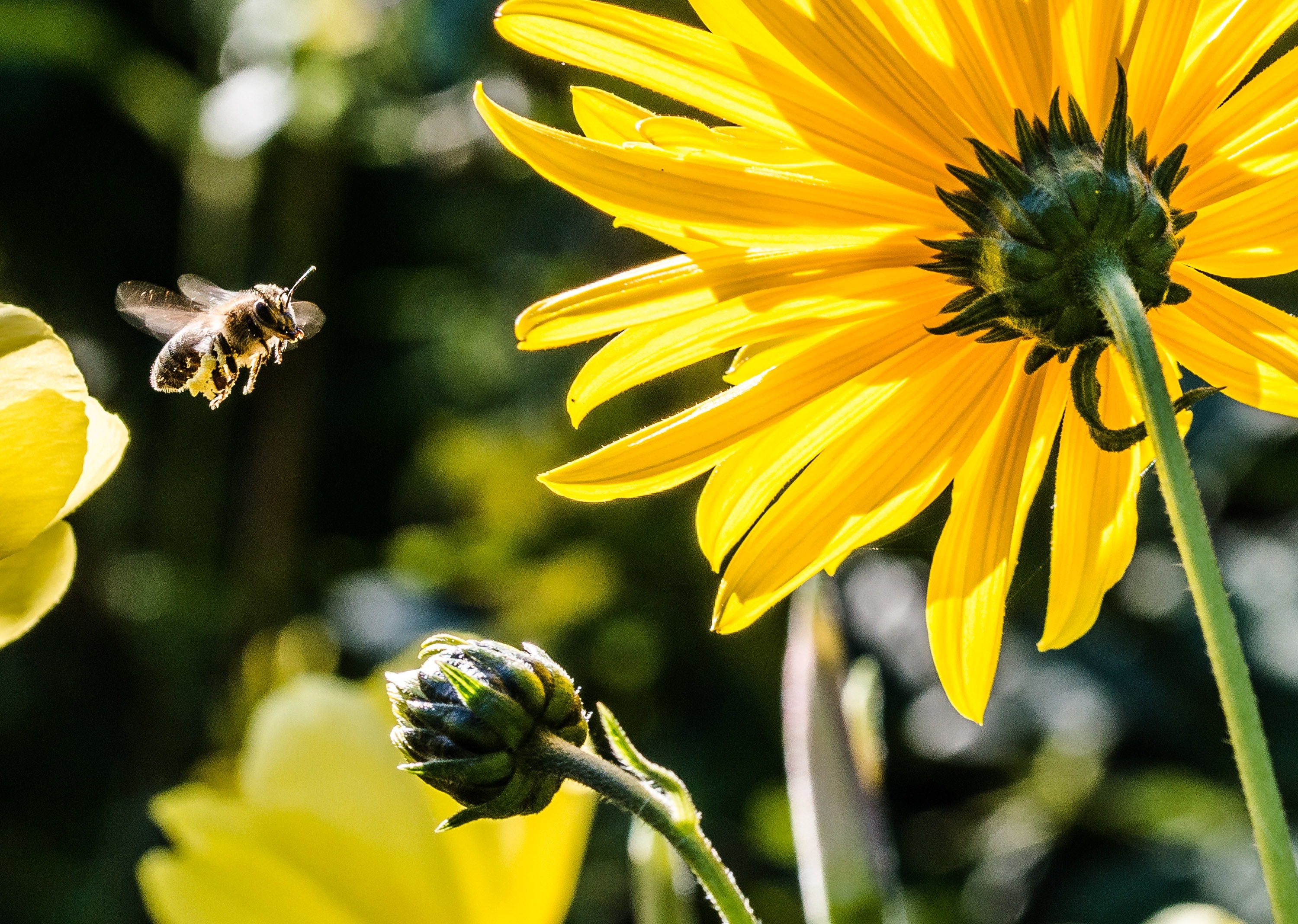 Las 12 principales amenazas que enfrentan las abejas en el mundo