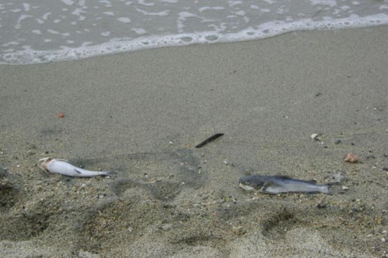 Se presenta mortandad de peces en Buenaventura