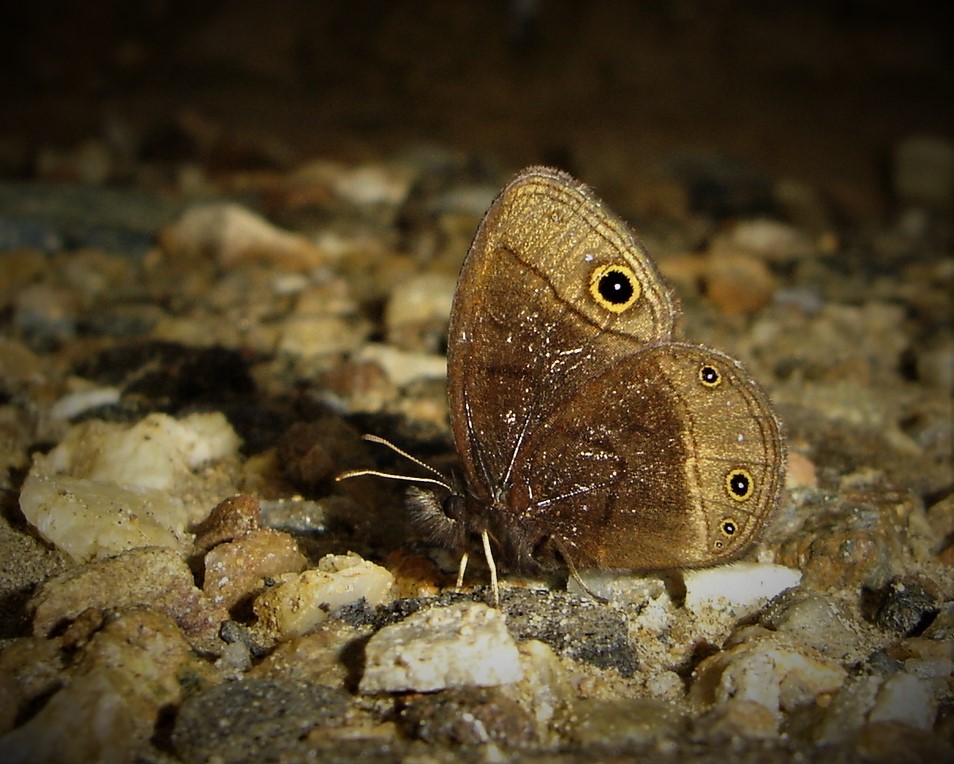 La mariposa Manerebia nevadensis fue identificada por primera vez en 1924 por un naturalista alemán.