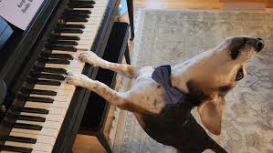 Murió Buddy Mercury, el perrito famoso por “cantar” y “tocar” el piano