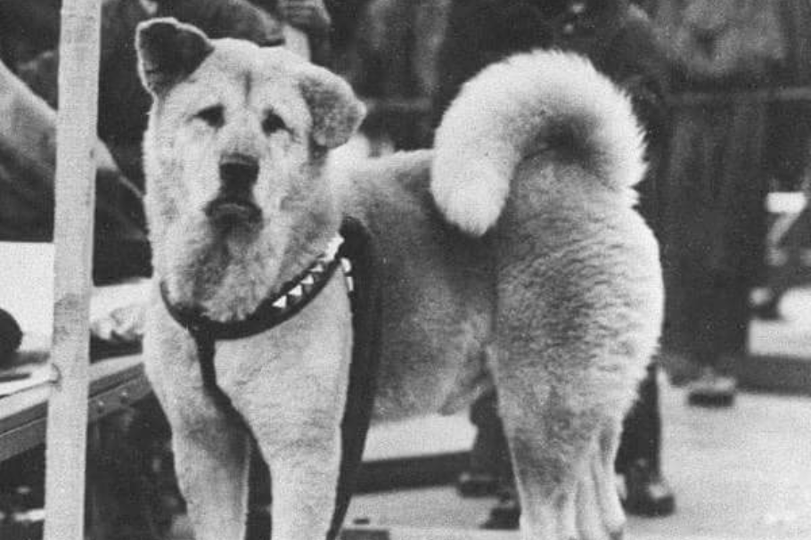Hachiko: la historia del perro fiel en el cine y otros medios