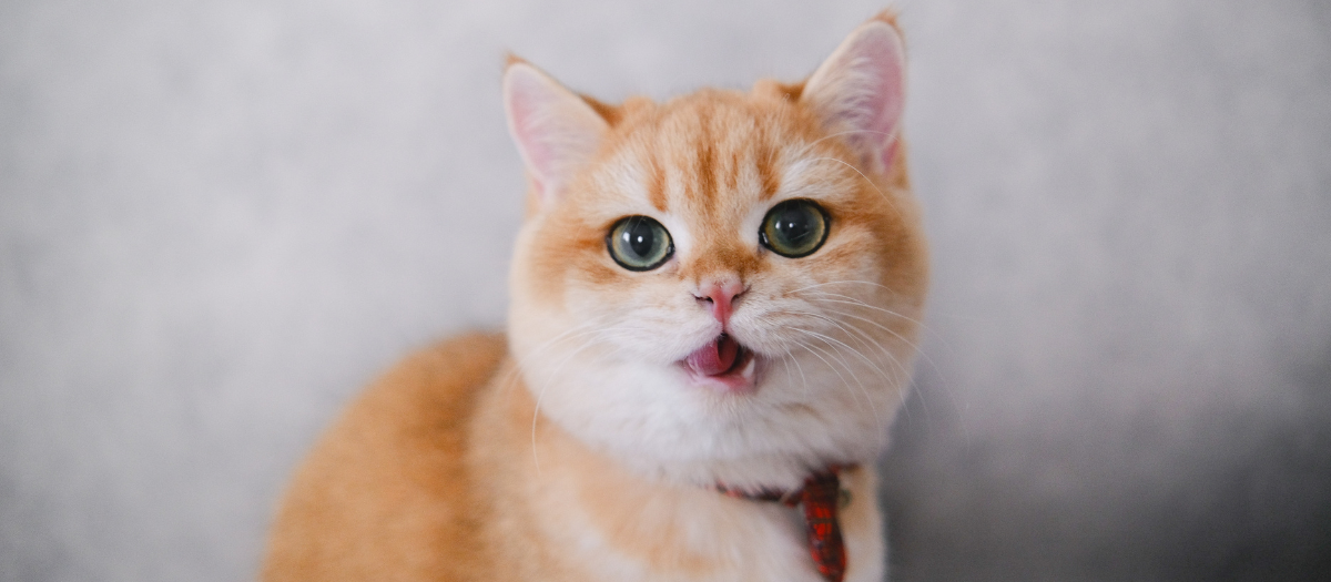 Nombres para gatos hembra: 10 opciones para ponerle a tu minina
