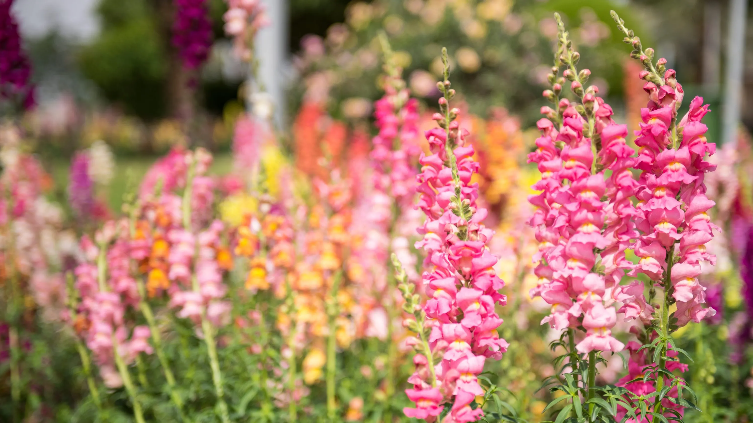 ¿Un jardín lleno de colores? Mezclar diferentes especies de flores puede no ser buena idea