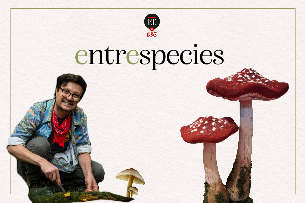 El increíble mundo de los hongos y sus redes subterráneas  | Entrespecies