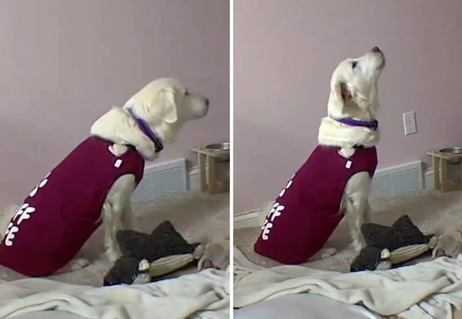 Perrita rescatada de criadero aprende a expresarse tras años de maltrato y silencio