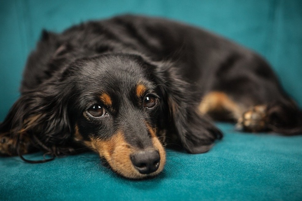8 razas de perros medianos que se convertirán en tu mejor amigo