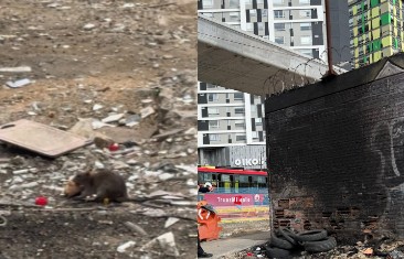 Ahora con ratas: denuncian más deterioro alrededor de las columnas del Metro de Bogotá