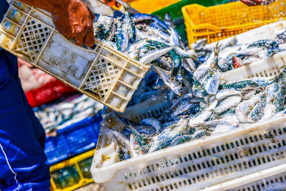 La pesca artesanal abastece hasta el 85% del consumo de pescado en algunos países de América Latina y el Caribe.