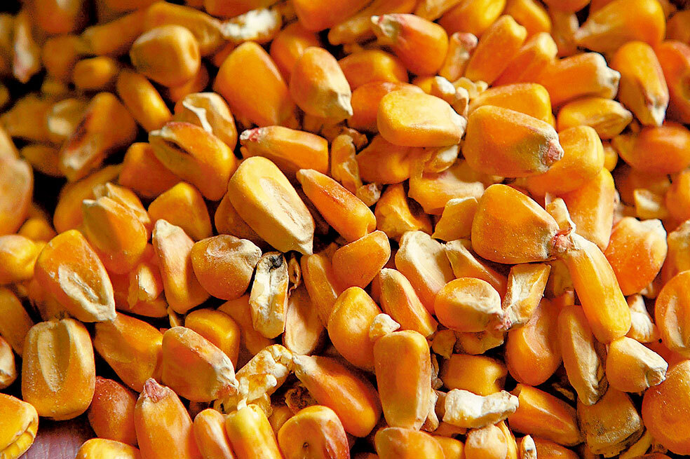 El maíz y la seguridad alimentaria: ¿una apuesta que se quedó en el discurso?