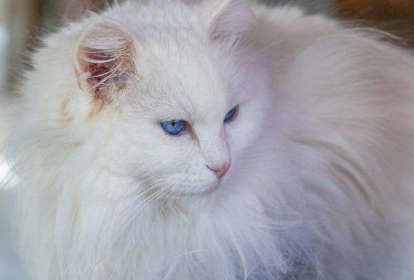 El gato (Cuentos de sábado en la tarde)