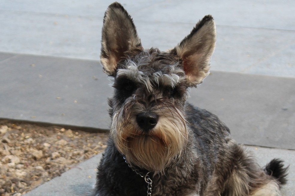 Perro Schnauzer: características y cuidados de esta raza