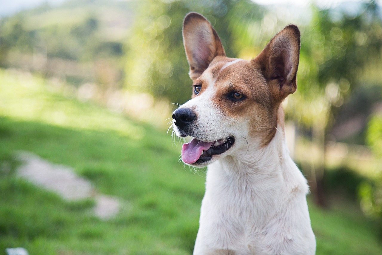 ¿Quiere adoptar un perro o gato? Expopet 2023 tendrá gran jornada de adopción