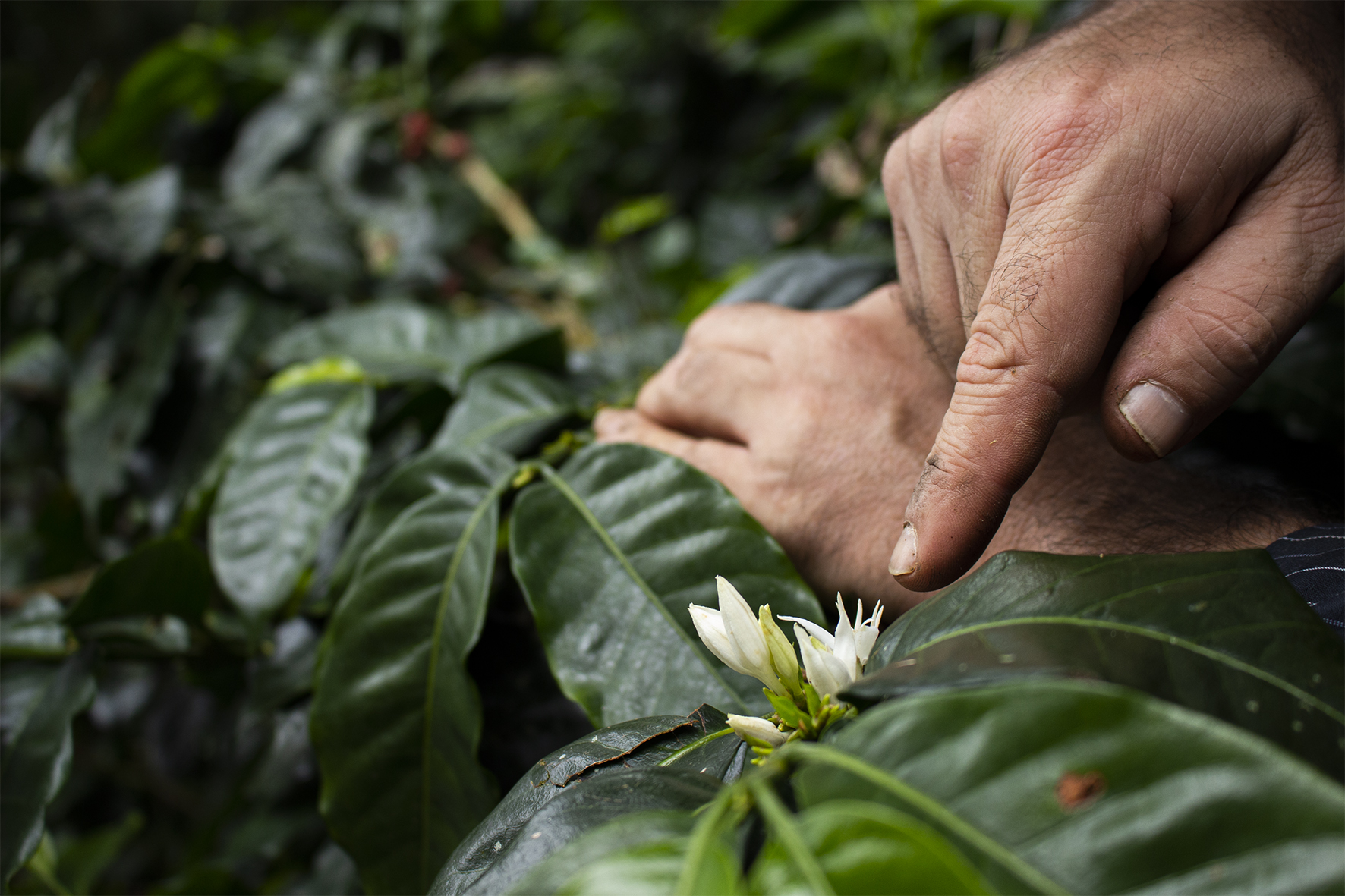 Las plantas de café tardan entre 18 a 24 meses para que brote el primer fruto, y se estima que la producción óptima de la planta se alcanza entre el año quinto y sexto.