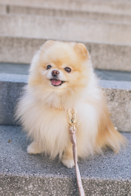 ¿Cómo cuidar el pelo de un perro Pomerania? Acá te dejamos algunas recomendaciones