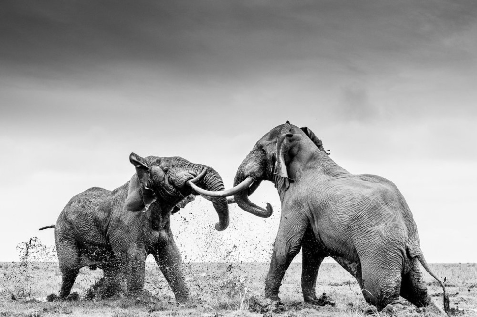 ¡Increíbles! Los ganadores del premio de fotografía mundial de la naturaleza 2021
