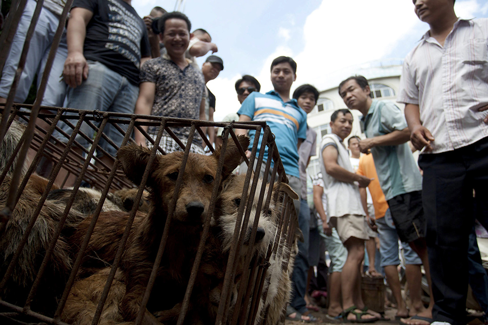 Tras el auge del coronavirus, el Ministerio de Agricultura chino catologó a los perros como animales de compañía, y no de consumo.
