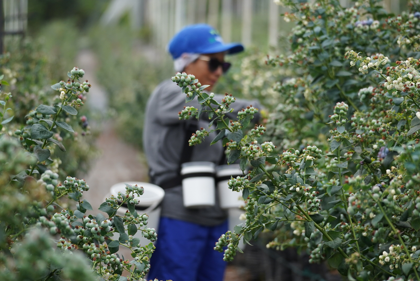 “Sin crédito agropecuario los alimentos serían más caros”: Finagro