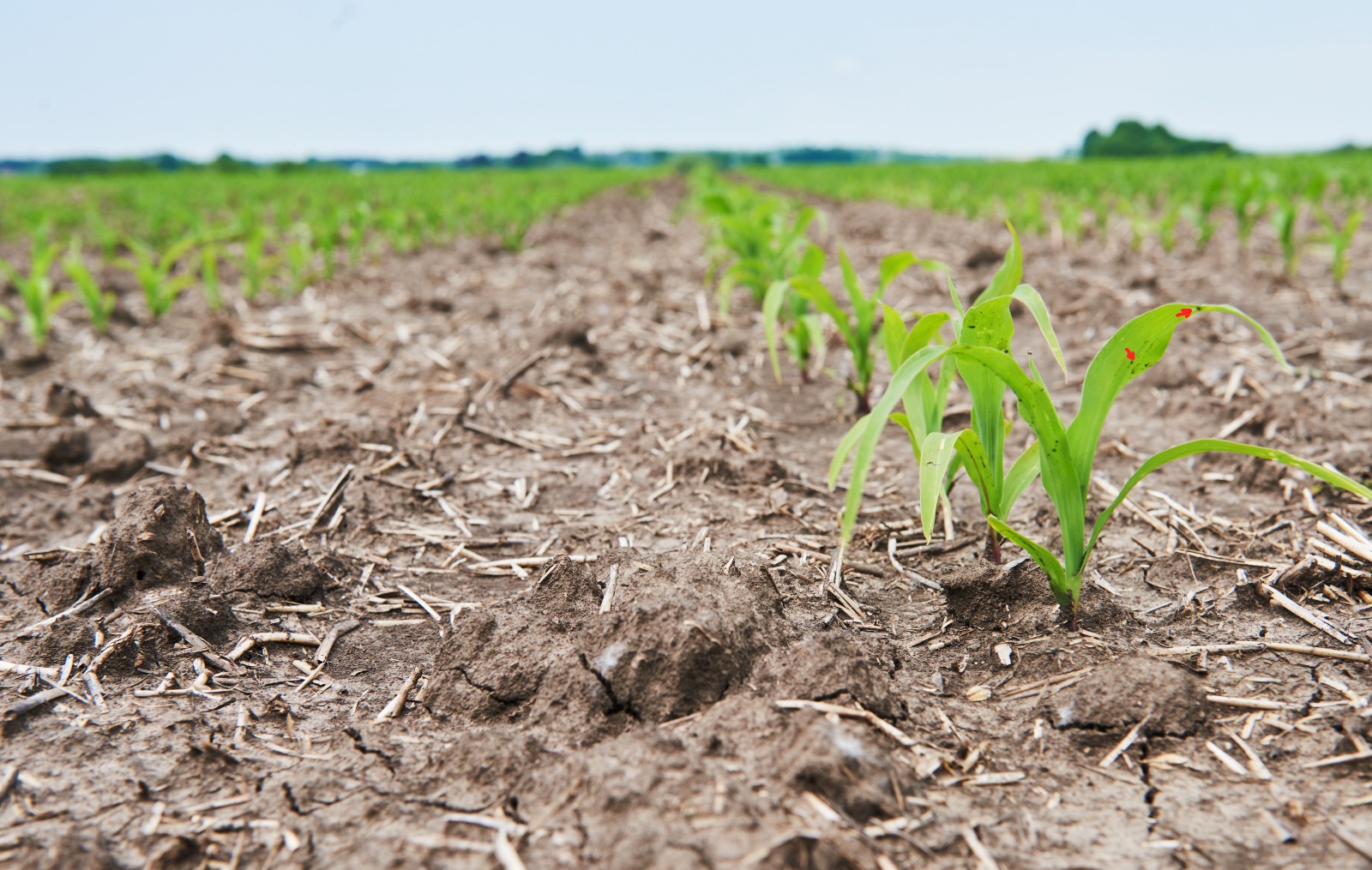 El agro se prepara para El Niño: qué cultivos están en riesgo y cuáles podrían beneficiarse
