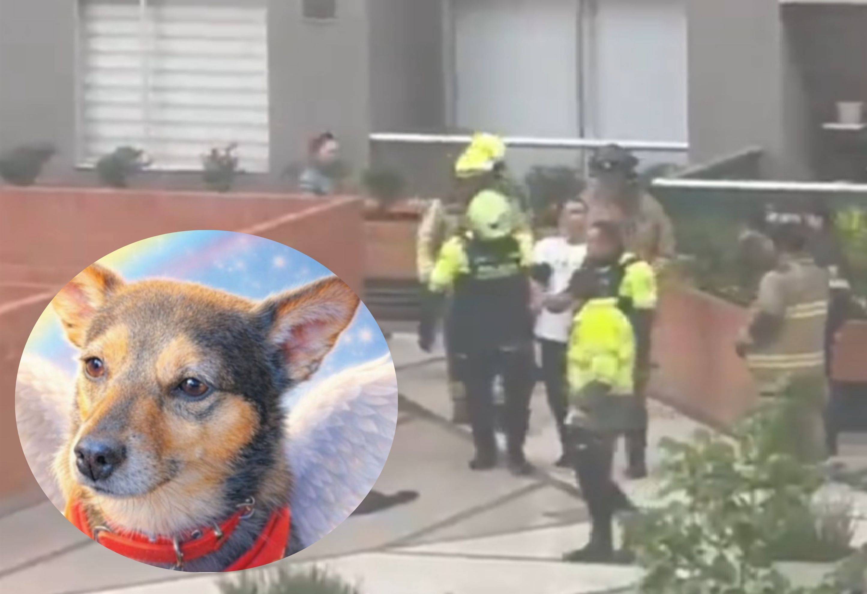 Indignación en Bogotá: perro fue lanzado desde piso 25 y activan proceso judicial